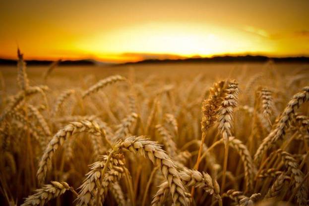 21149-field-sunset-macro-wheat-depth_of_field-748x499